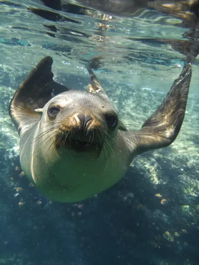 Primer plano de un lobo marino mirando directamente a la cámara, actividad destacada entre las cosas que hacer en Loreto México.