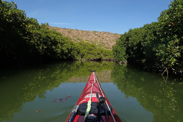 Vista desde la punta de un kayak rojo rodeado de flora nativa y montañas, actividad de aventura entre las cosas que hacer en Loreto México.
