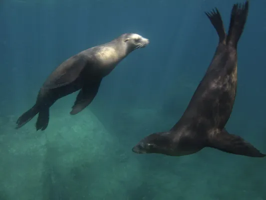 Two playful sea lions swimming in circles underwater during an Espíritu Santo Island Tour adventure