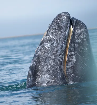 Primer plano de la cabeza de una ballena gris, uno de los magníficos animales de Baja California Sur, asomándose.