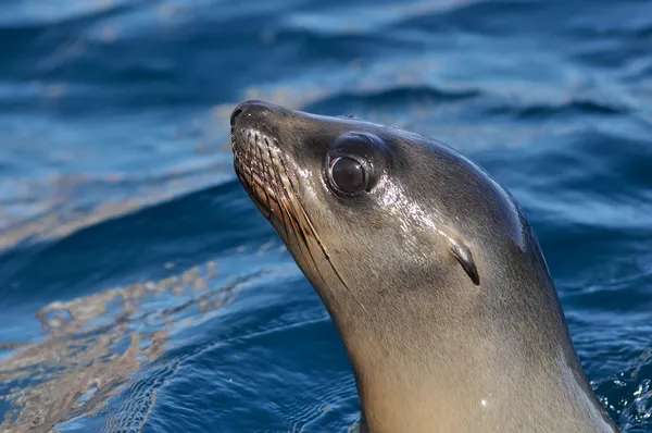A young sea lion's head emerges from the deep blue ocean, its dark eyes and whiskers visible, looking inquisitively at its surroundings.