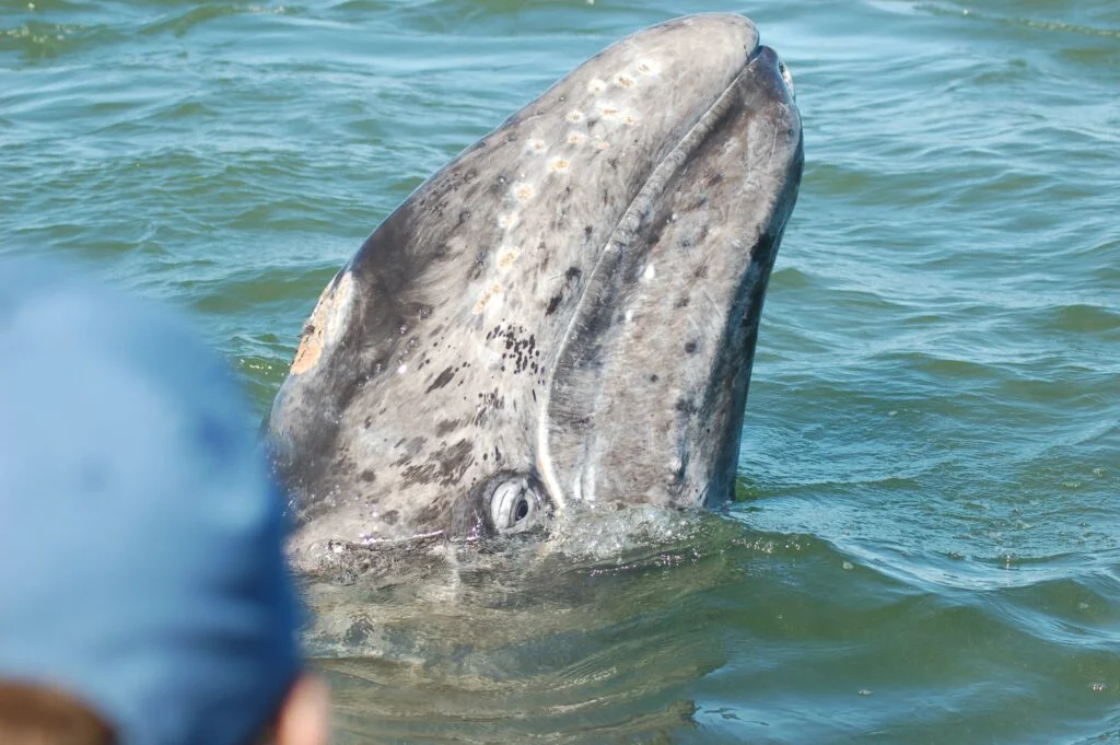 Primer plano del rostro de una ballena gris amigable que se acerca a una embarcación durante la temporada de avistamiento en los Bahía Magdalena Tours