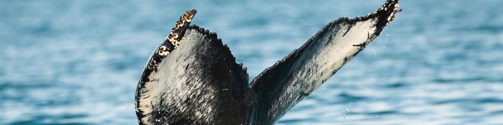 Humpback whale's, megaptera novaeangliae, tail peeking out of the sea in summer. Giant dark mammal diving in the ocean in Iceland. Huge animal breaching out of the water.